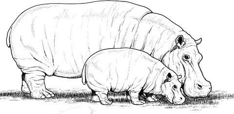 Baby Hippo With Mother Coloring Page